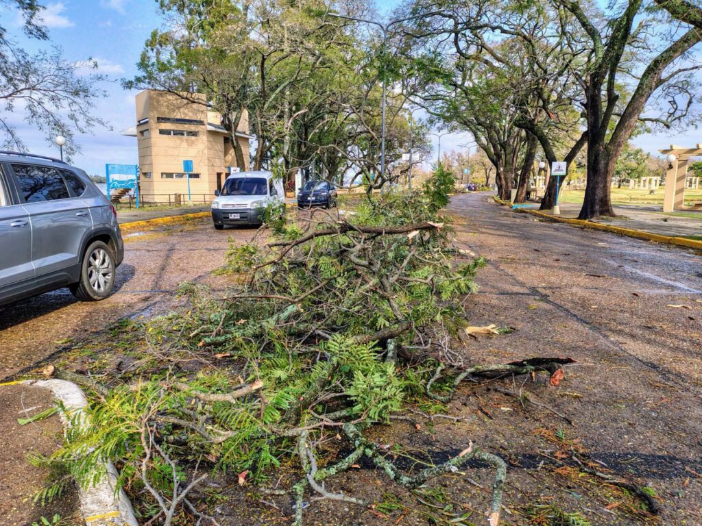 alt="ramas caídas en la costanera de Concordia a raíz del temporal que causó el corte de luz"