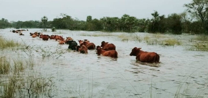 alt¨"Grupo de vacas cruzando campos inundados en el Delta entrerriano durante la alerta por El Niño en Entre Ríos"