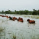 alt¨"Grupo de vacas cruzando campos inundados en el Delta entrerriano durante la alerta por El Niño en Entre Ríos"