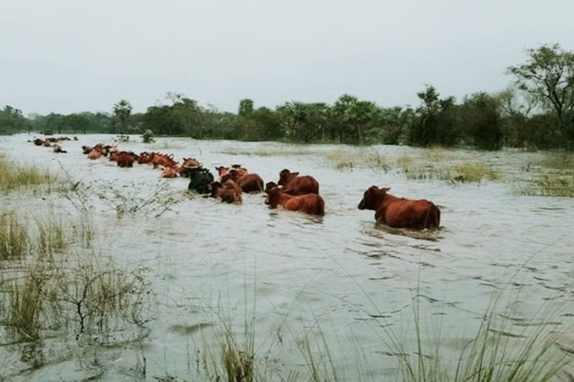alt¨"Grupo de vacas cruzando campos inundados en el Delta entrerriano durante la alerta por El Niño en Entre Ríos"