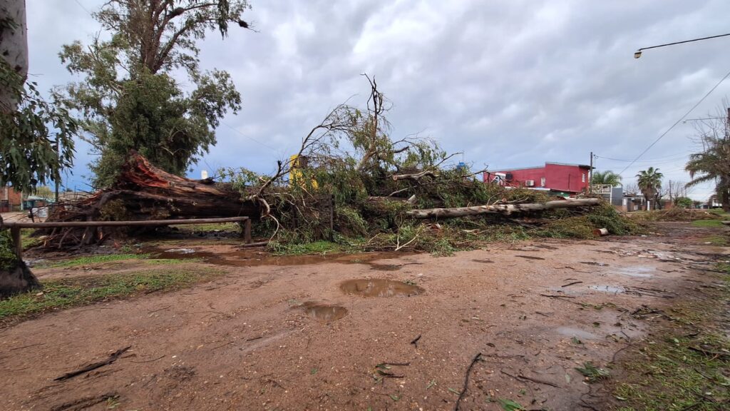 alt="Árbol caído sobre una calle de Concordia como parte de las consecuencias del temporal"