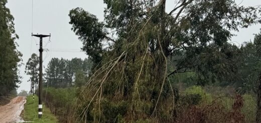 alt="Ramas de eucalipto caídas sobre el tendido eléctrico en zona rural, uno de los desafíos para la restitución del suministro eléctrico tras tormenta en Concordia "