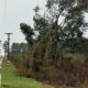 alt="Ramas de eucalipto caídas sobre el tendido eléctrico en zona rural, uno de los desafíos para la restitución del suministro eléctrico tras tormenta en Concordia "