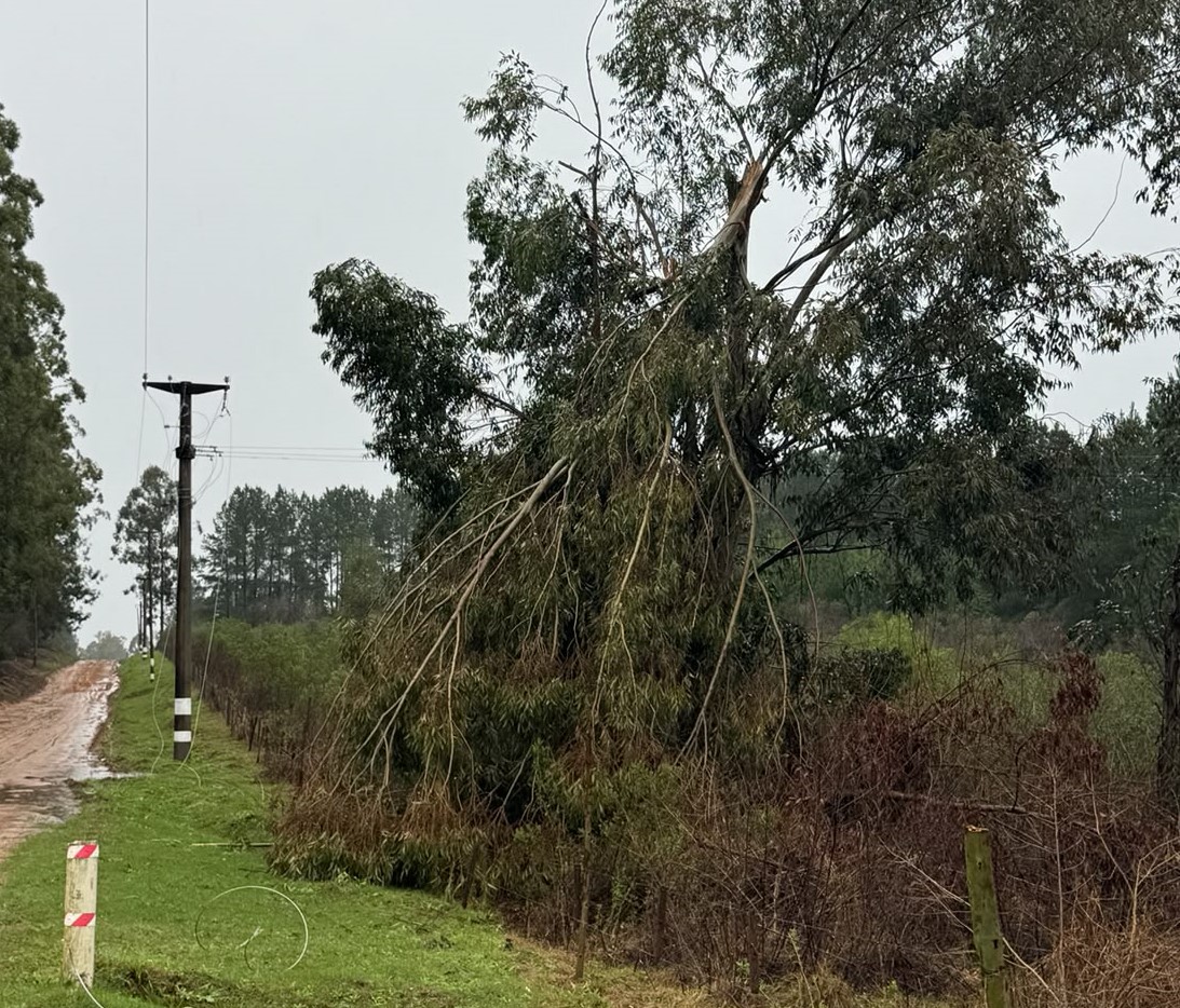 alt="Ramas de eucalipto caídas sobre el tendido eléctrico en zona rural, uno de los desafíos para la restitución del suministro eléctrico tras tormenta en Concordia "