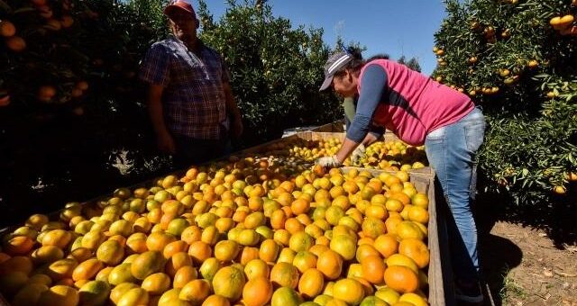 alt="trabajadores en medio de la crisis de la citricultura entrerriana en una quinta de Concordia"