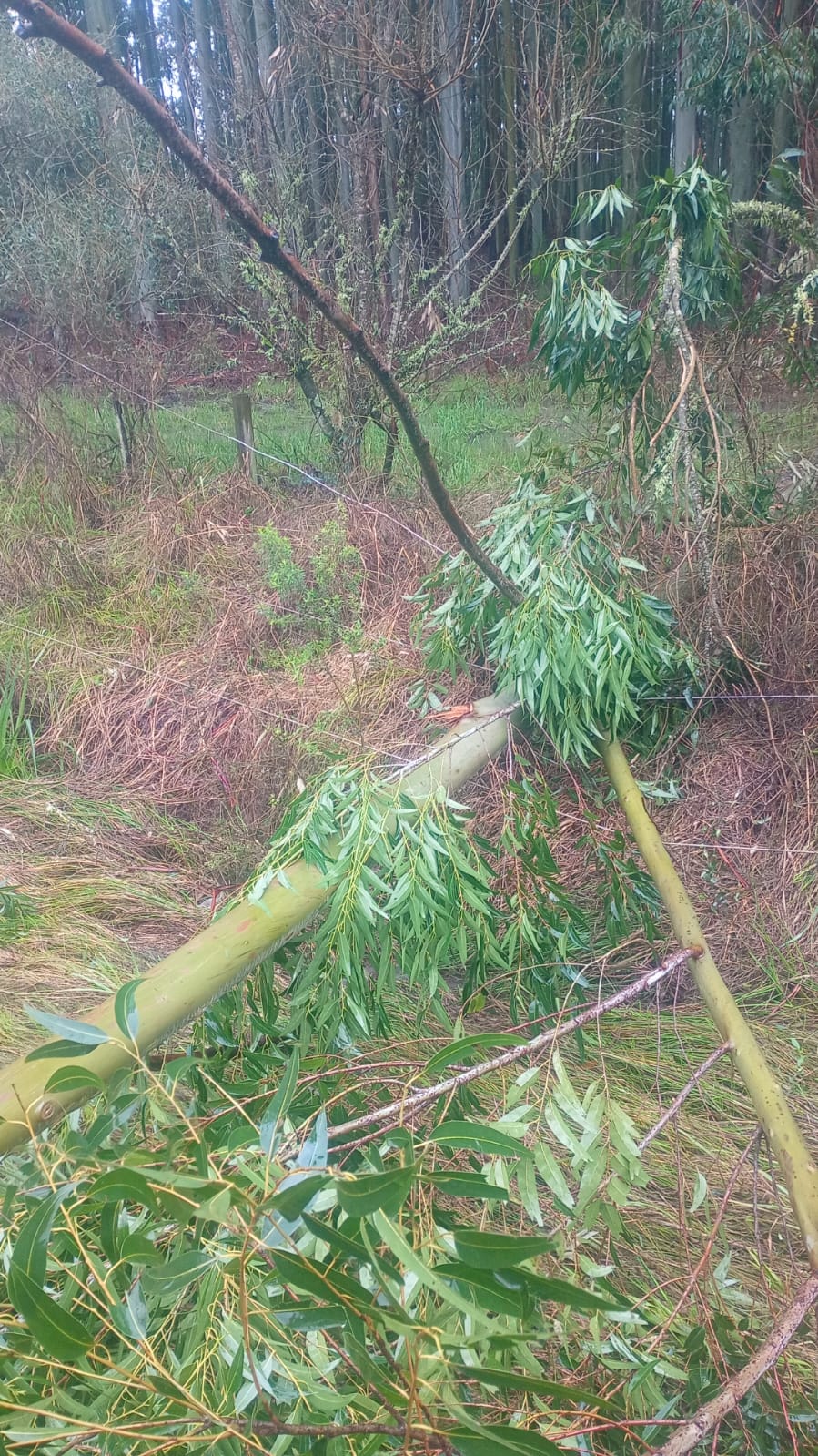 alt="Cable eléctrico roto entre ramas caídas en camino rural, evidenciando daños en el sistema de distribución eléctrica por tormenta."