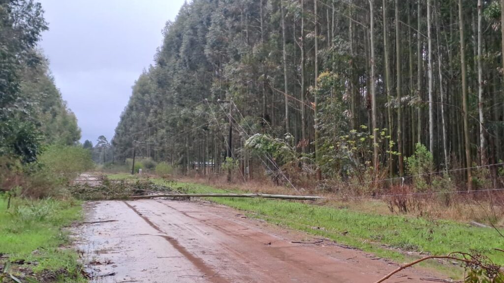 alt="Línea eléctrica de postes caídos en plantación de eucaliptos, mostrando daños en el sistema de distribución eléctrica generalizado"