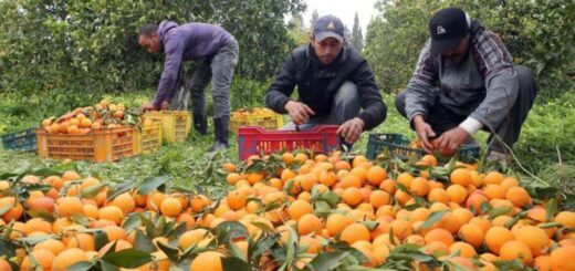 alt="Cosecha en un campo citrícola argentino, citricultura argentina en 2025"