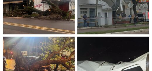 alt="Collage de imágenes de los daños causados por el temporal en Concordia: árbol caído sobre la calle, techo de una vivienda volado, árbol sobre un auto y estructura de lona destrozada"
