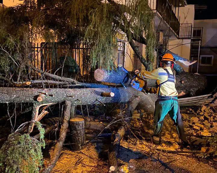 alt="Operario con equipo de protección corta con una motosierra un árbol caído sobre una estructura durante los trabajos tras el temporal en Concordia"